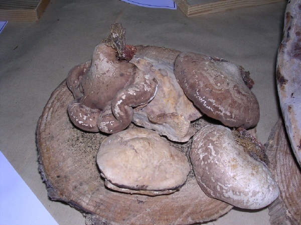 PIPTOPORUS BETUDINUS